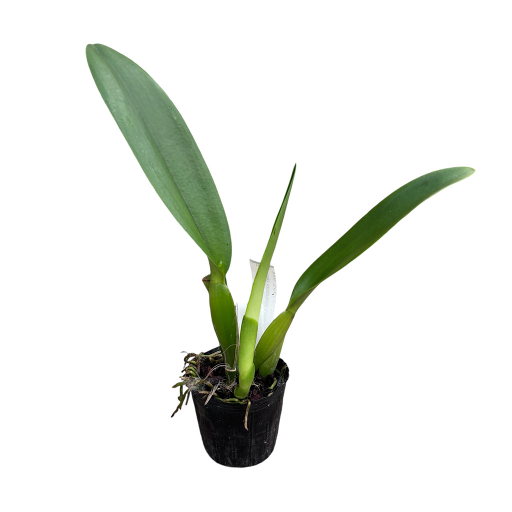 Cattleya Hausermann's Gala 'Z1164' voňavá