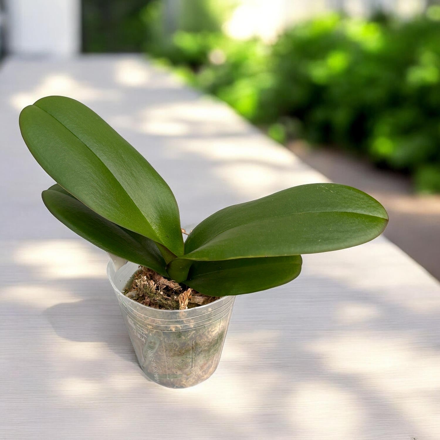 Phalaenopsis King Car Pieris Canidia - big lip