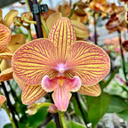Phalaenopsis GC Reyoung Sisha (Big Lip)