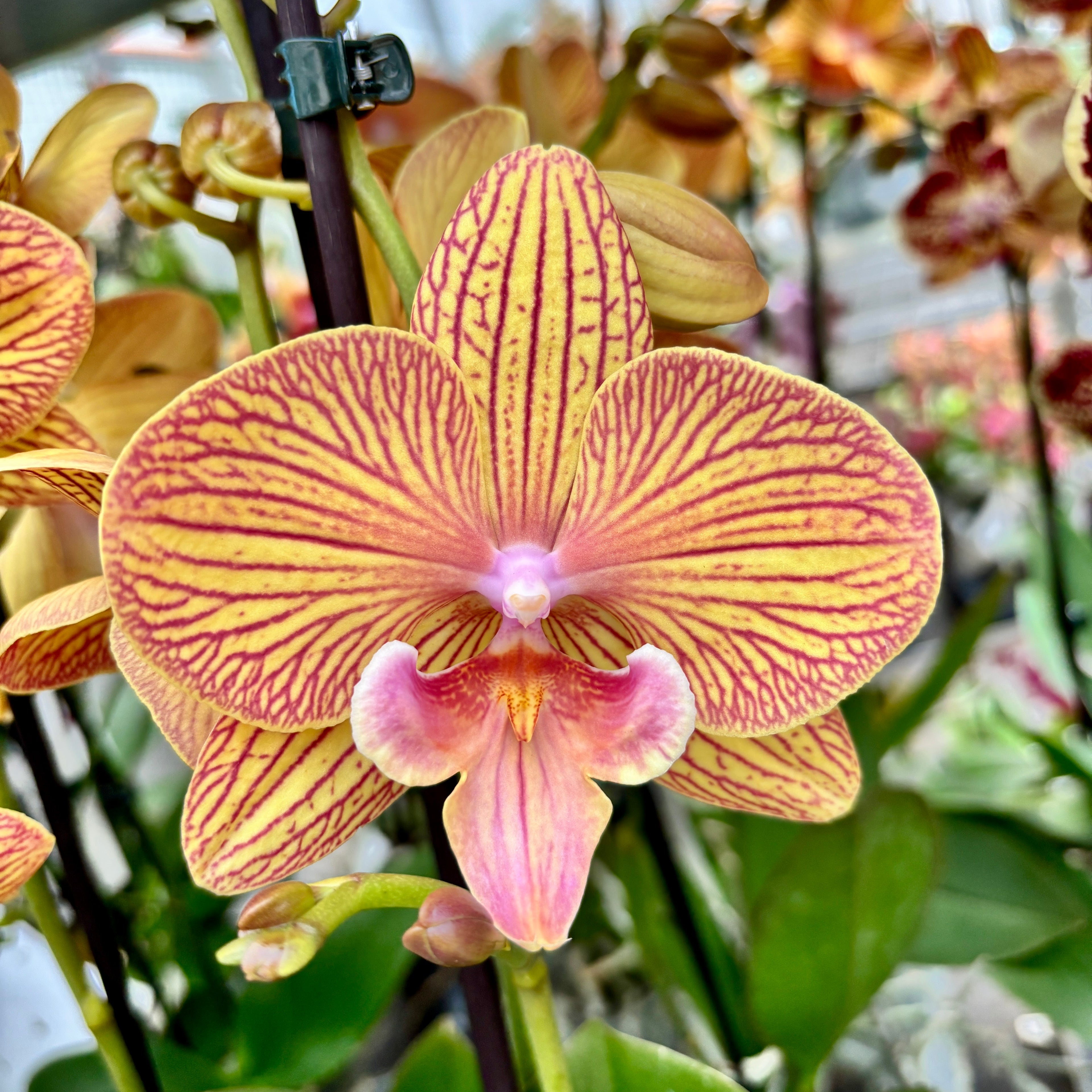 Phalaenopsis GC Reyoung Sisha (Big Lip)