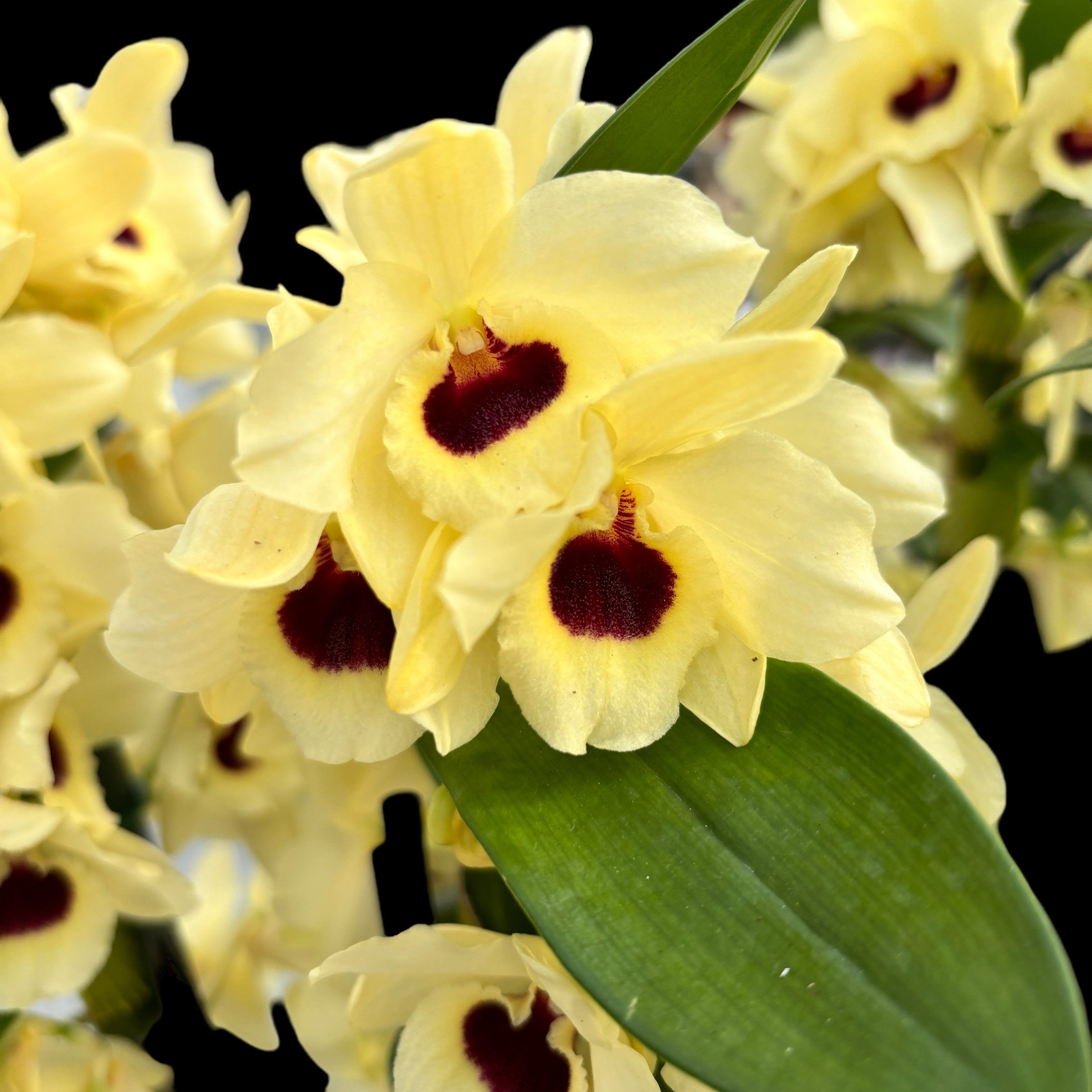 Dendrobium Floraison Dorée