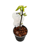 Ehető gesztenye - Castanea sativa 'Glabra' (Édes gesztenye)