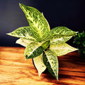 Aglaonema 'Polar Springtime'
