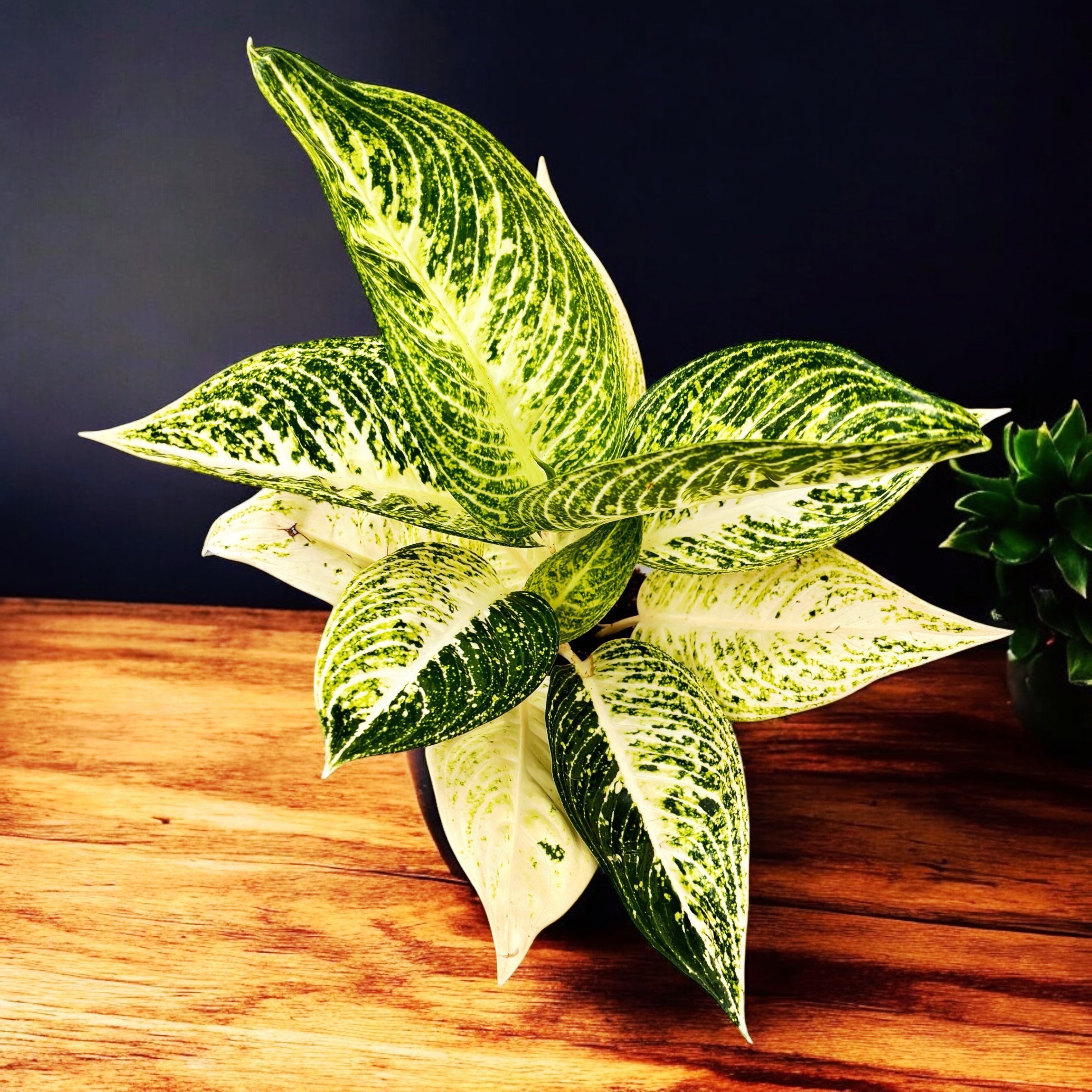 Aglaonema 'Polar Springtime'