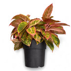 Aglaonema 'Salmon Fantasy' - exemplare XXL