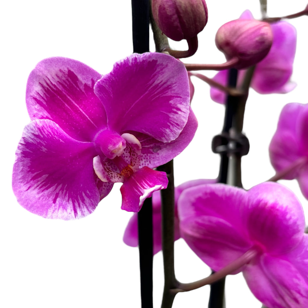 Phalaenopsis Regina Beer Splash