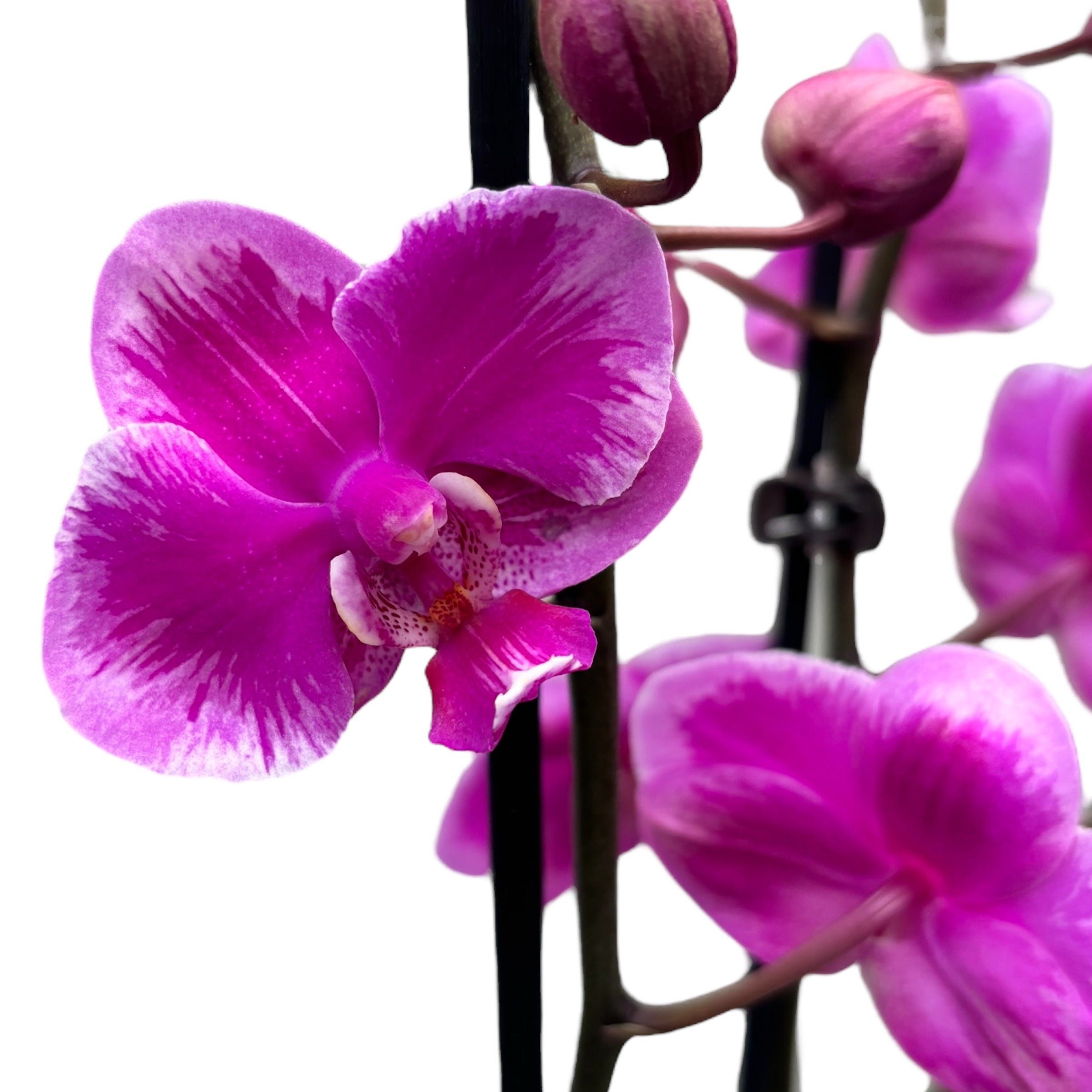 Phalaenopsis Queen Beer Splash