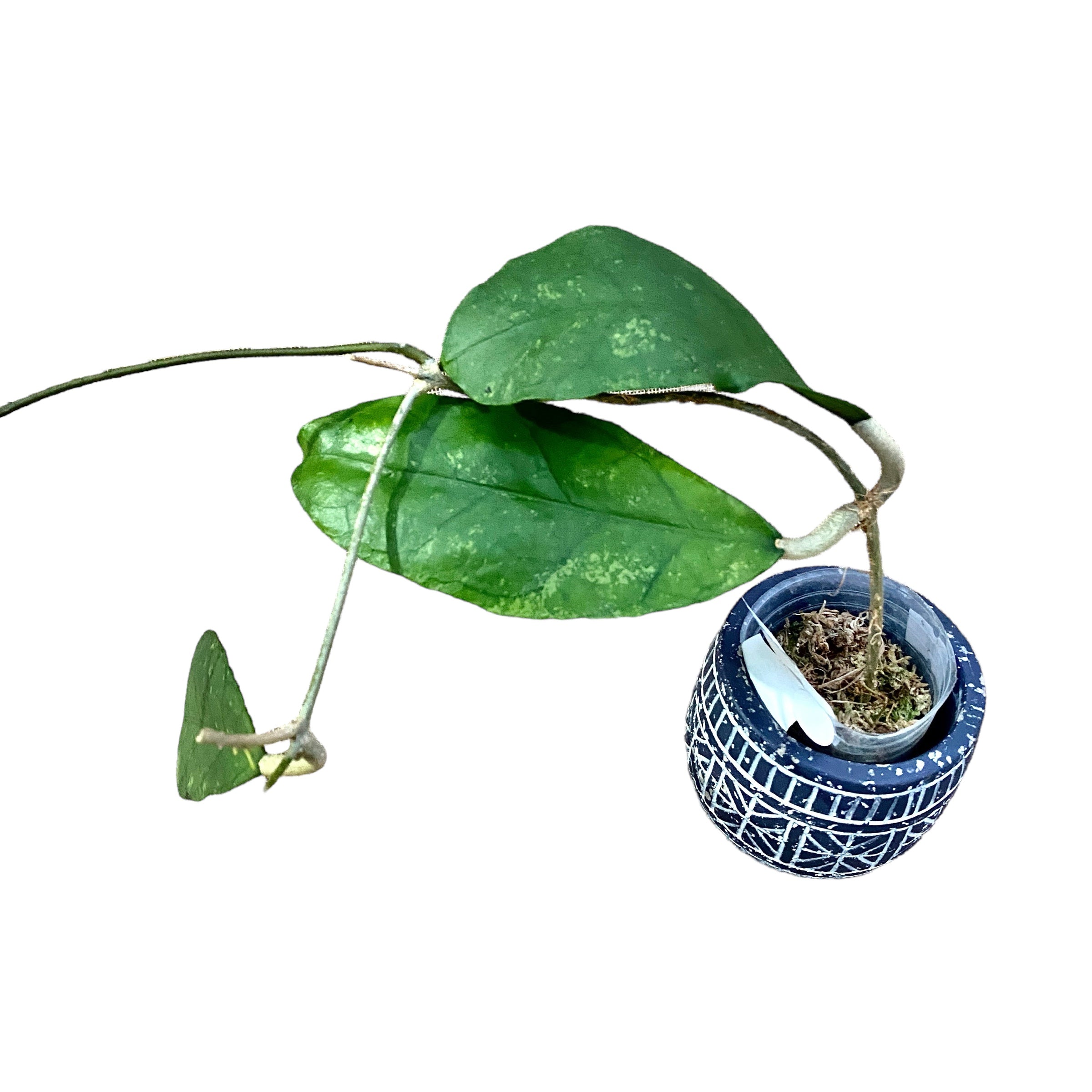 Hoya peninsularis (Hoya sp. perak 'Teddy Bear')