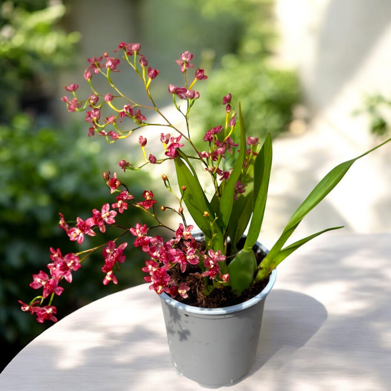 Oncidium Twinkle 'Red Fantasy' - intenzívne voňavé kvety