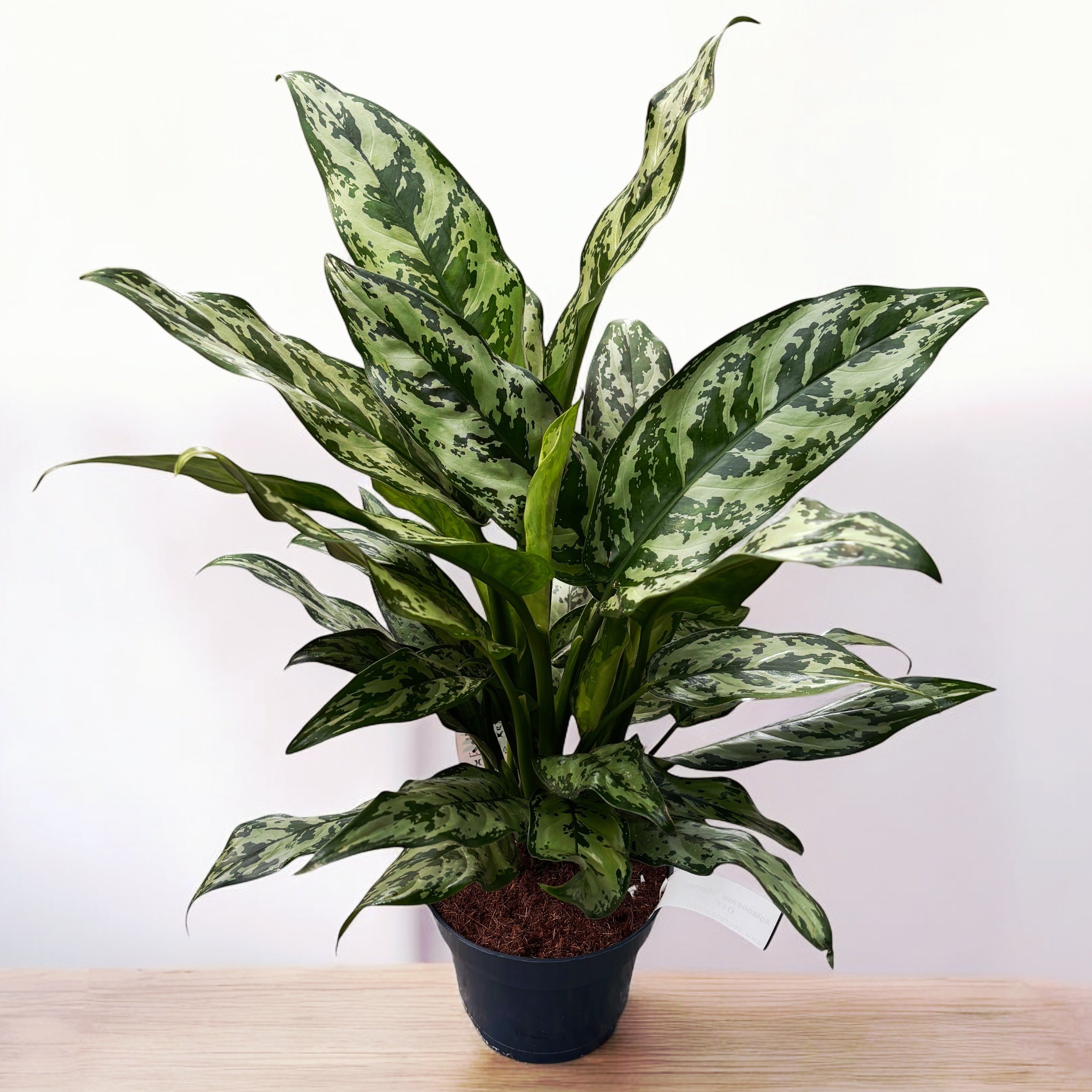Aglaonema 'Romeo' - exemplare XL