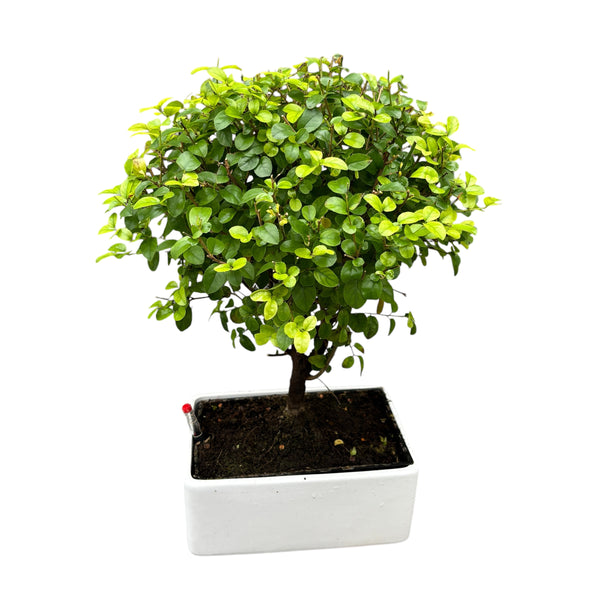 Bonsai Sageretia (watersystem)