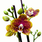 Phalaenopsis 'Bambula' vahamaiset kukat