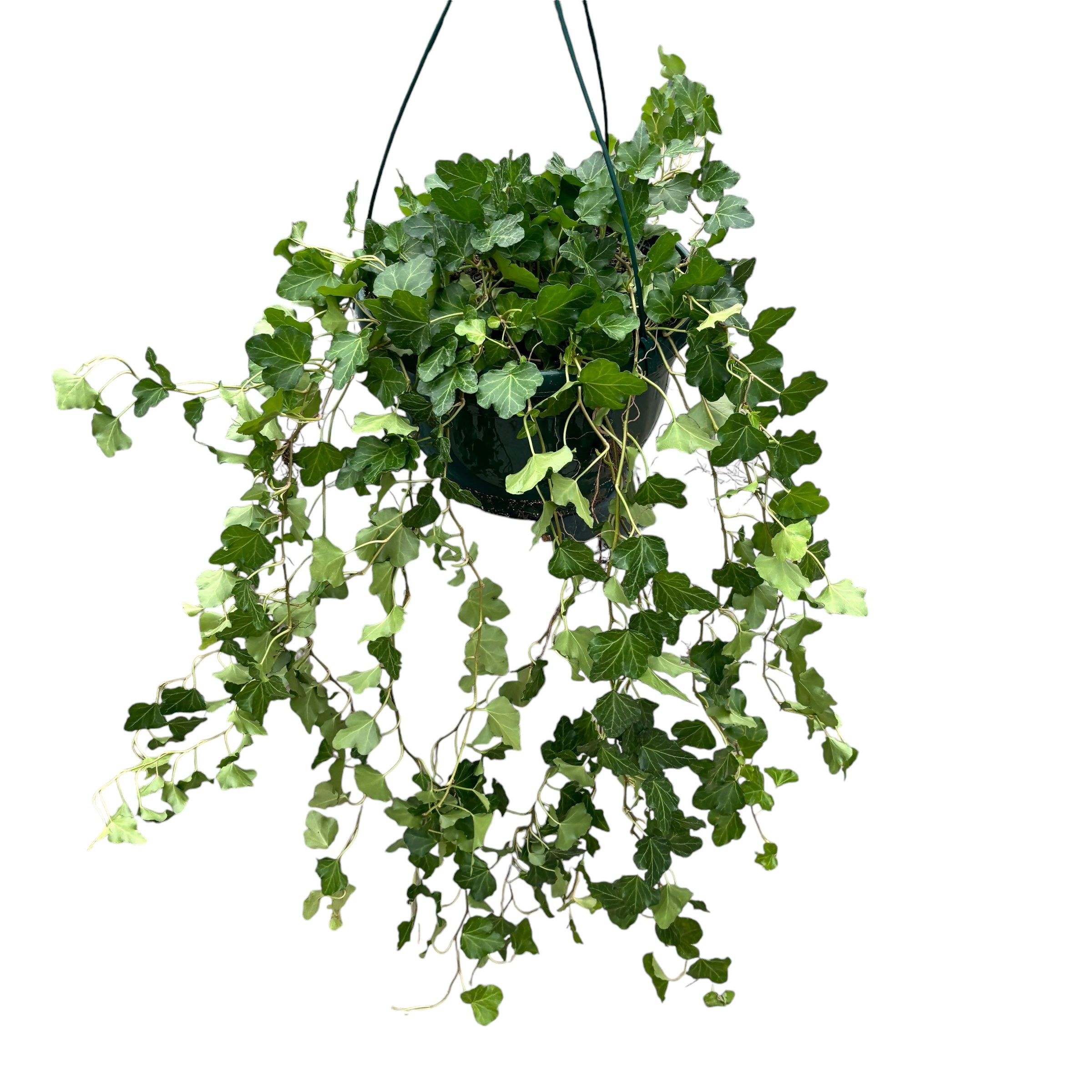 Iedera - Hedera helix 'Wonder'exemplare XL