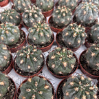 Acanthocalycium glaucum
