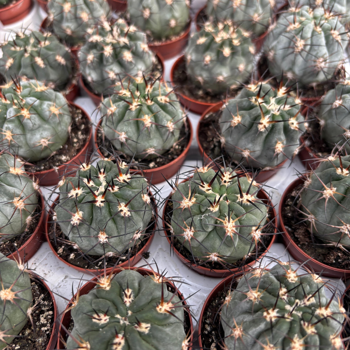 Acanthocalycium glaucum