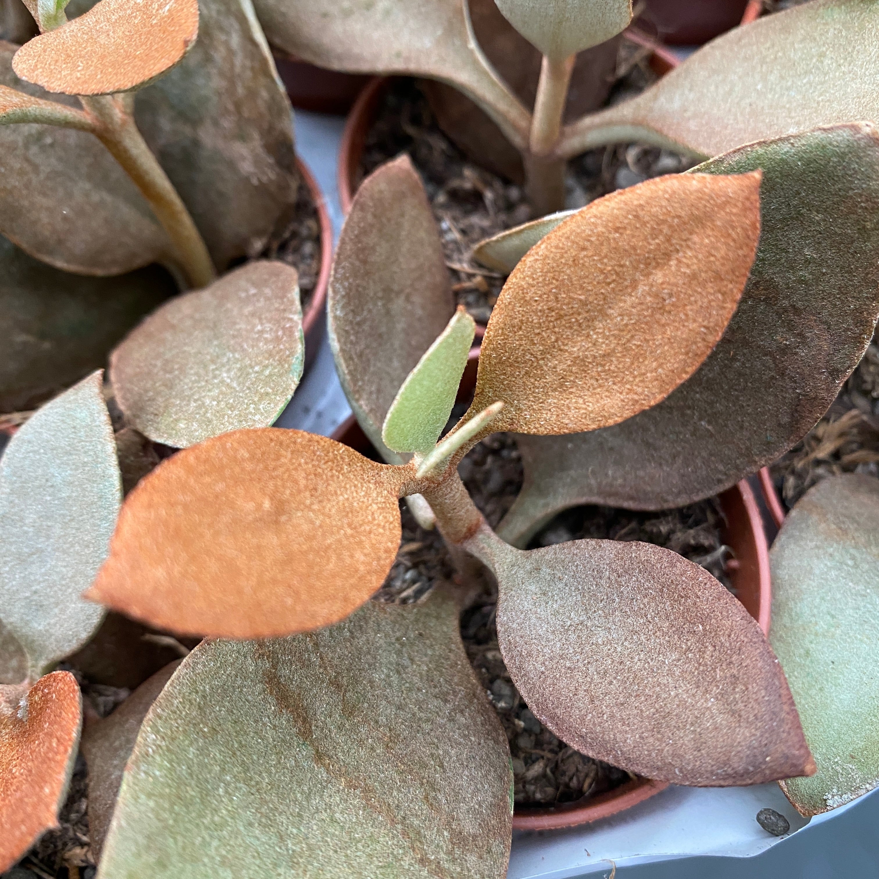Kalanchoe Orygalis