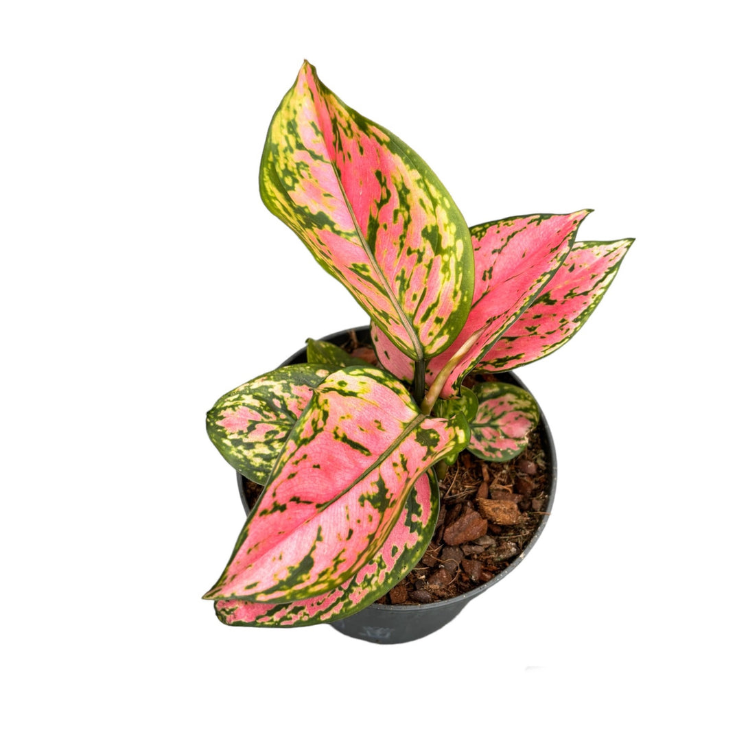 Aglaonema Pink Spotted Star