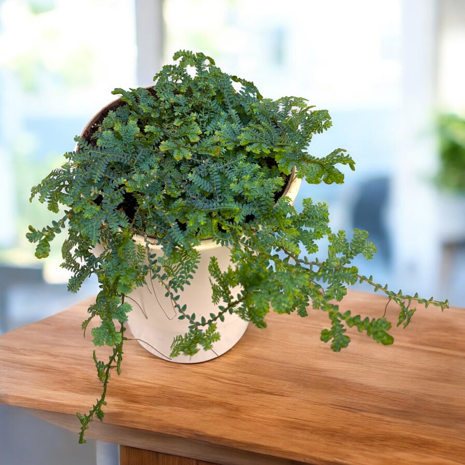 Selaginella uncinata (Peacock Moss) - feriga curcubeu