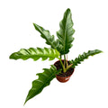 Philodendron Saw