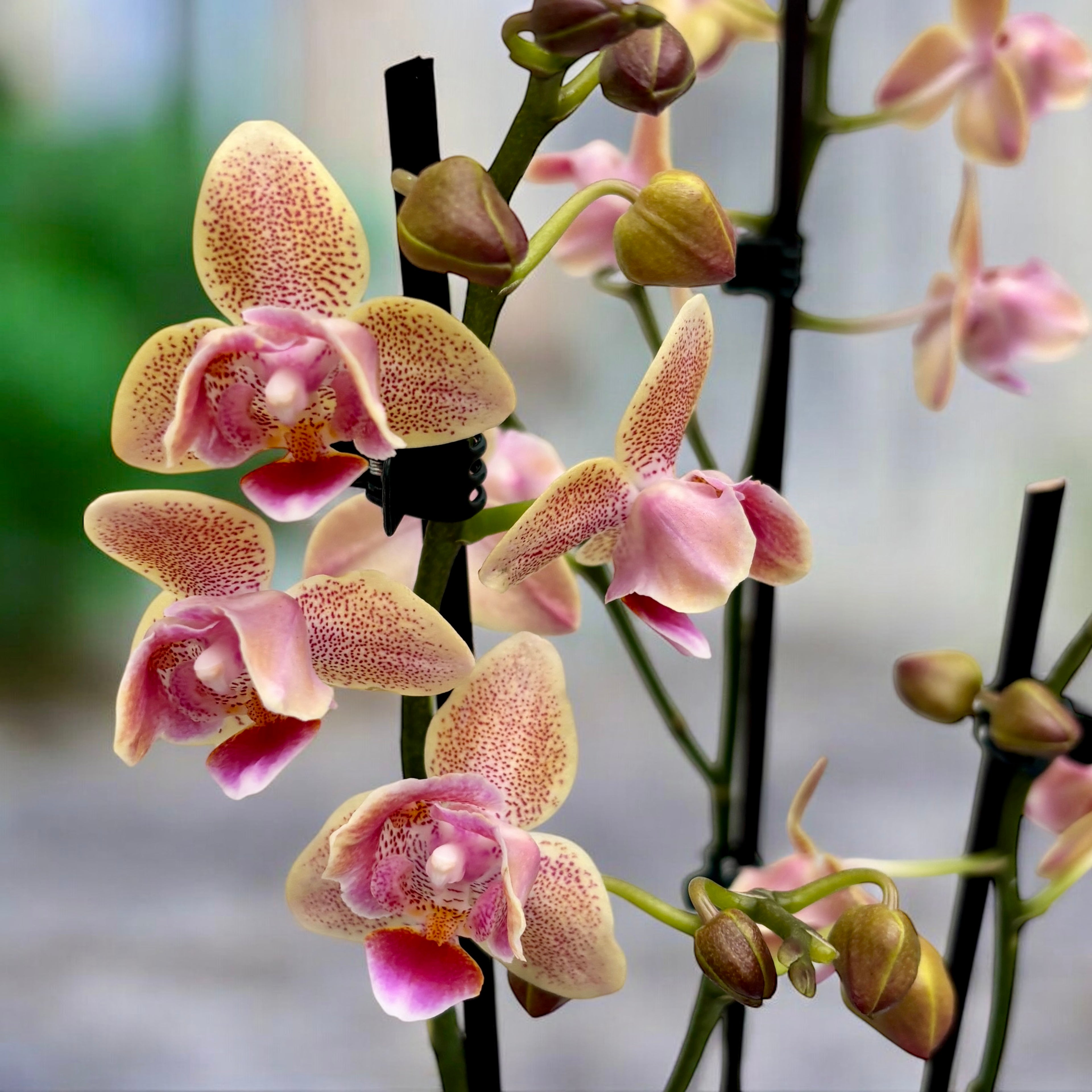 Phalaenopsis Aromio Spicy (pelorica 3lips) - fiori profumati