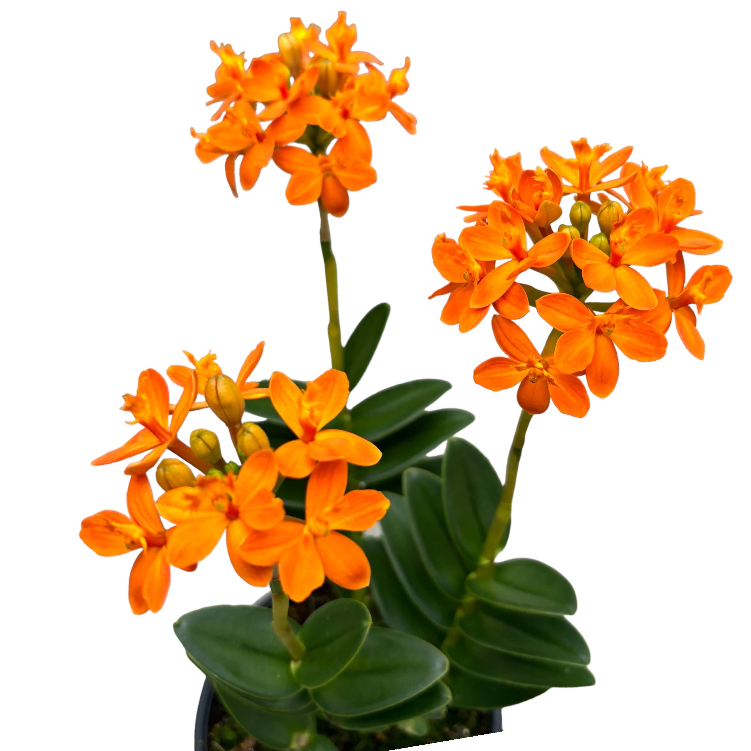 Epidendrum radicans ‘Orange’ - XL exemplar D15
