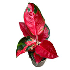 Aglaonema ‘China Red’ – planta exotica cu frunzis vibrant