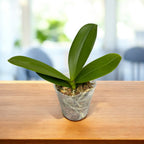 Phalaenopsis Little Gem Stripes (pelorik - leptir)