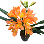 Clivia miniata 'White Lips'