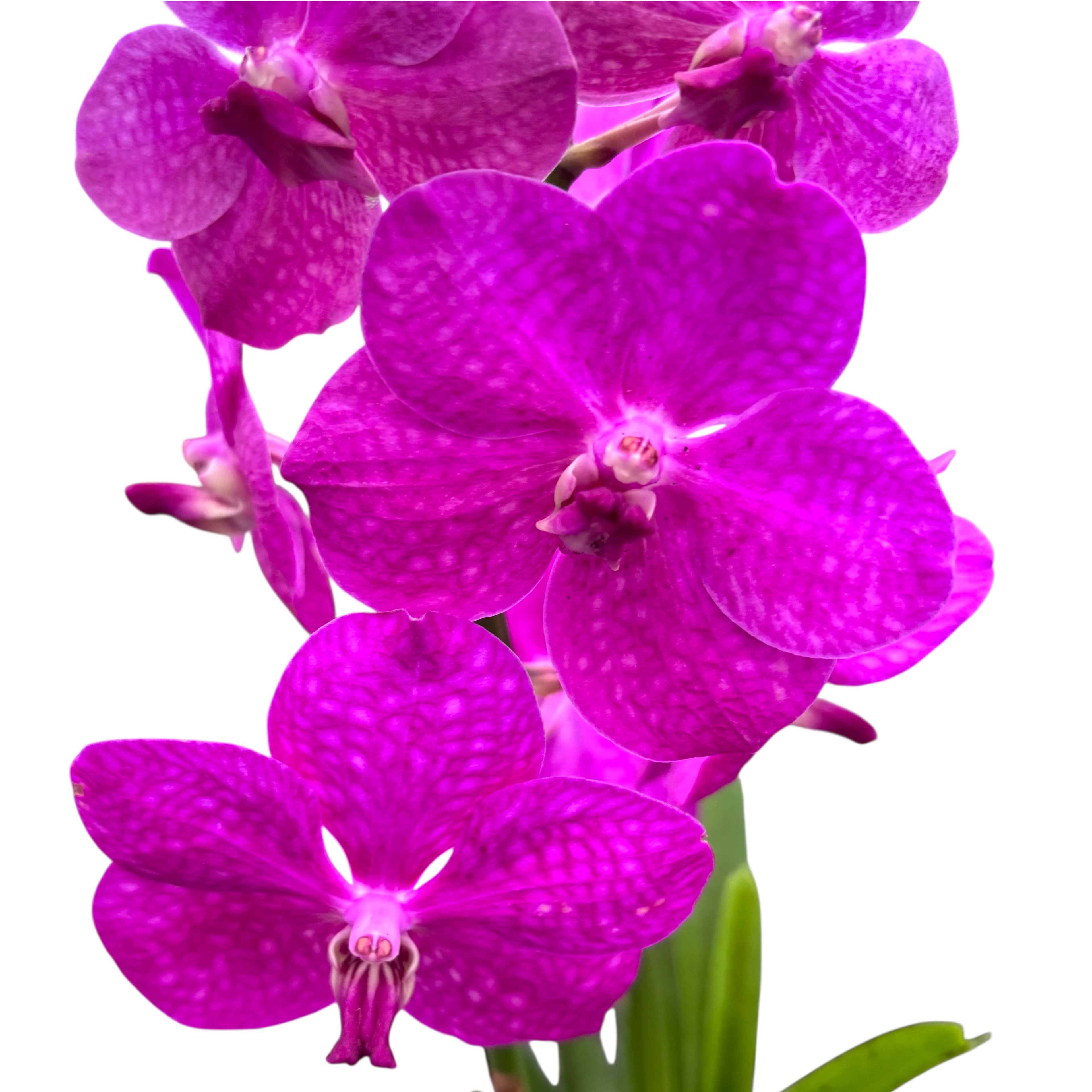 Vanda TAYANEE Cerise (Ansu)
