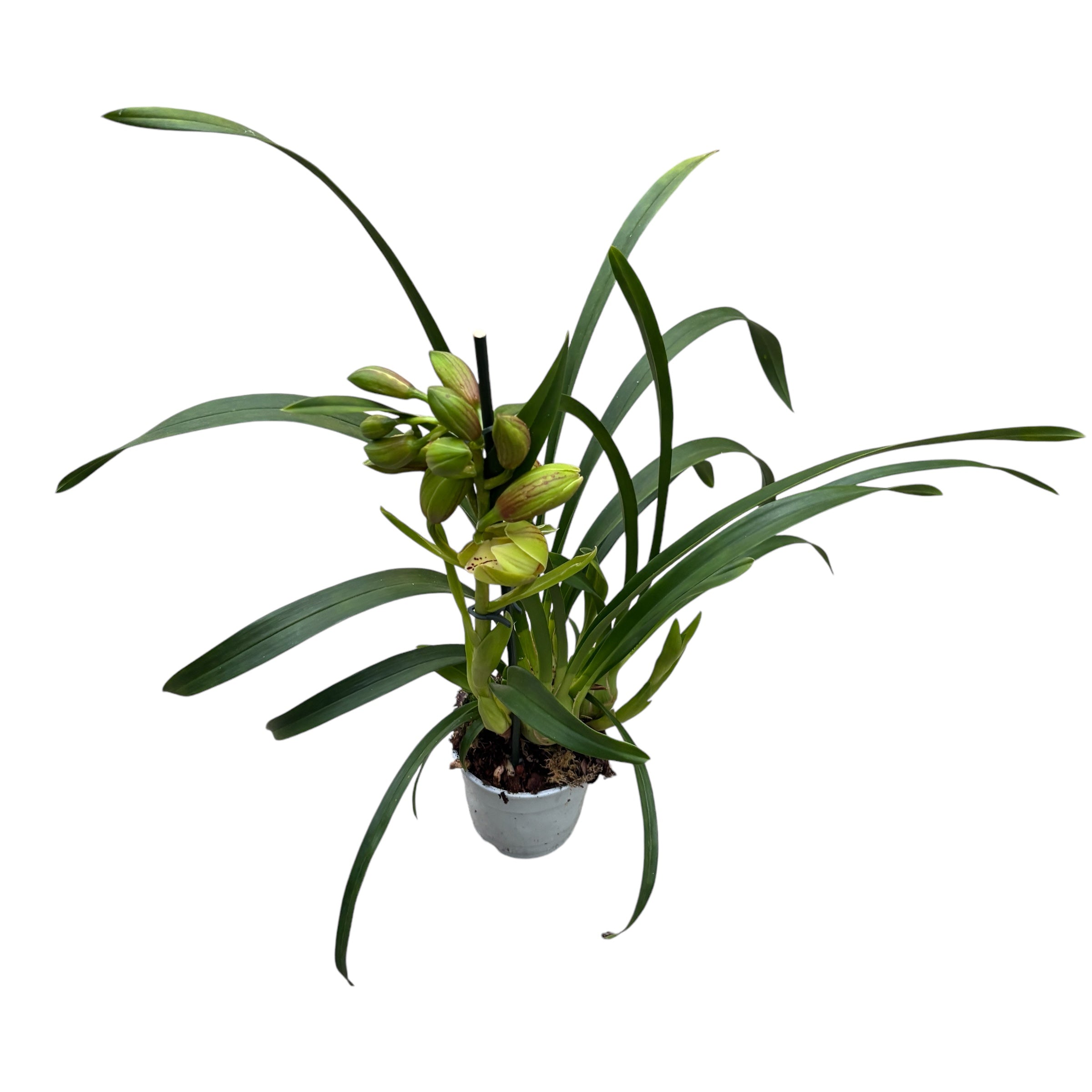 Cymbidium Paddy Green