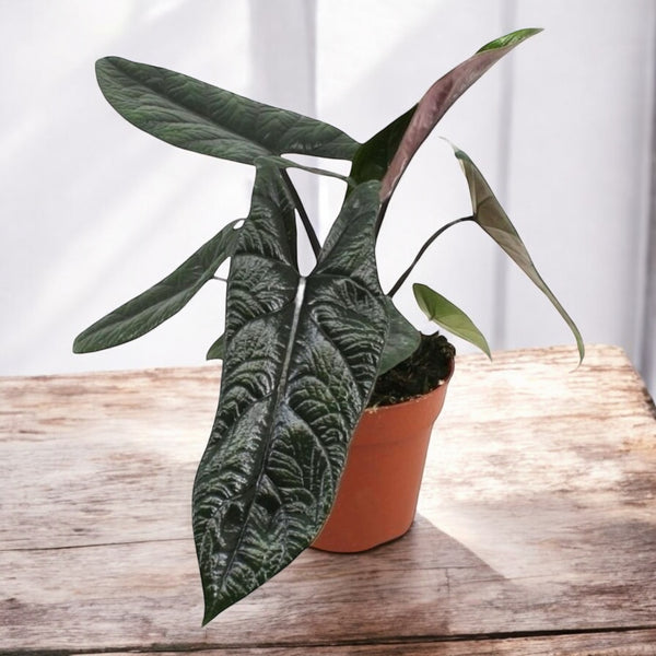 Alocasia scalprum