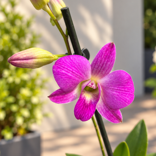 Dendrobium Phalaenopsis «Pink Candy»