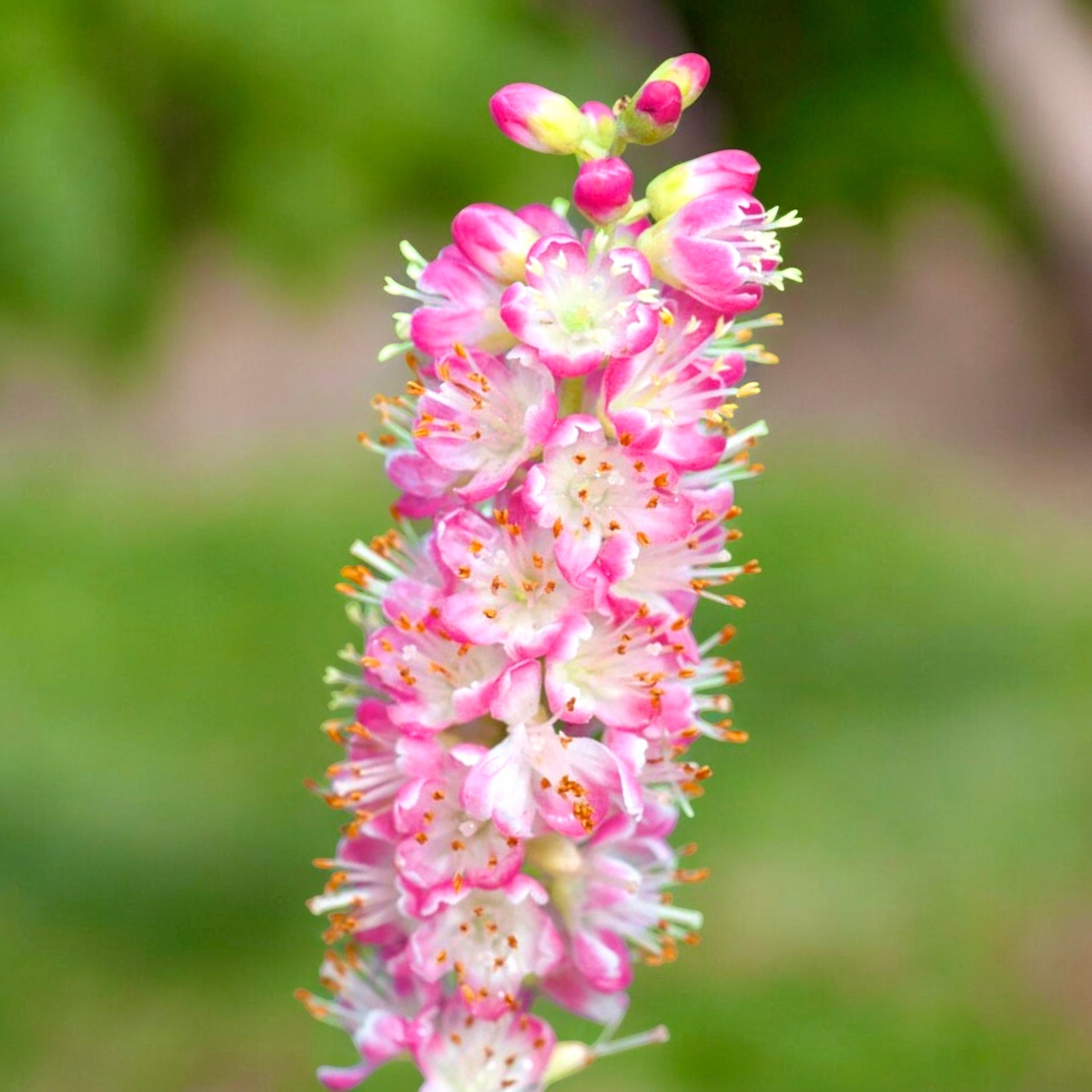 Clethra alnifolia ‘Ruby Spice’ - arbust parfumat cu flori roz-intens