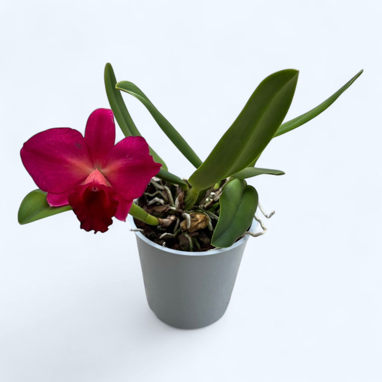Cattleya n°12