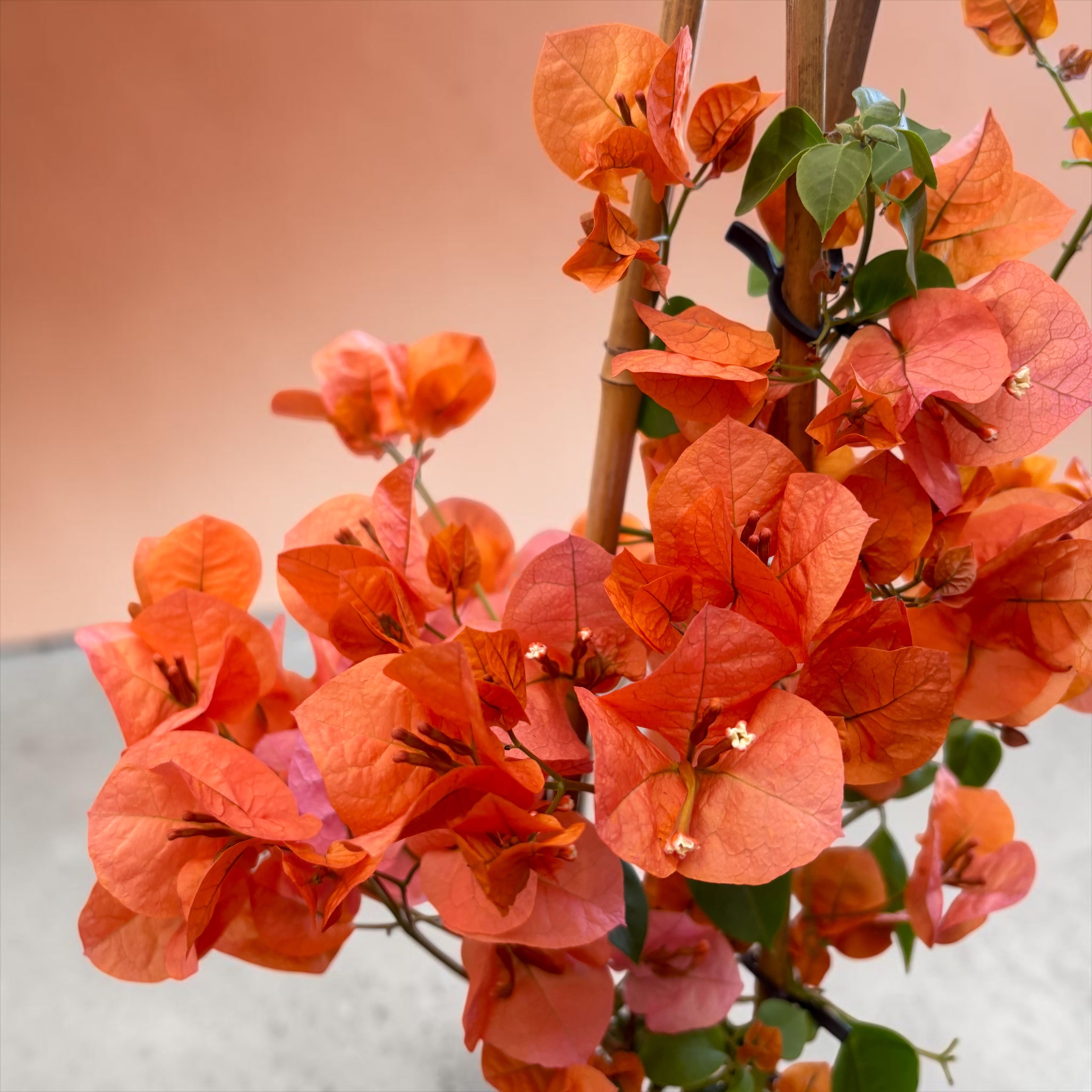Bougainvillea 'Dania Orange' - Floarea de hartie portocalie
