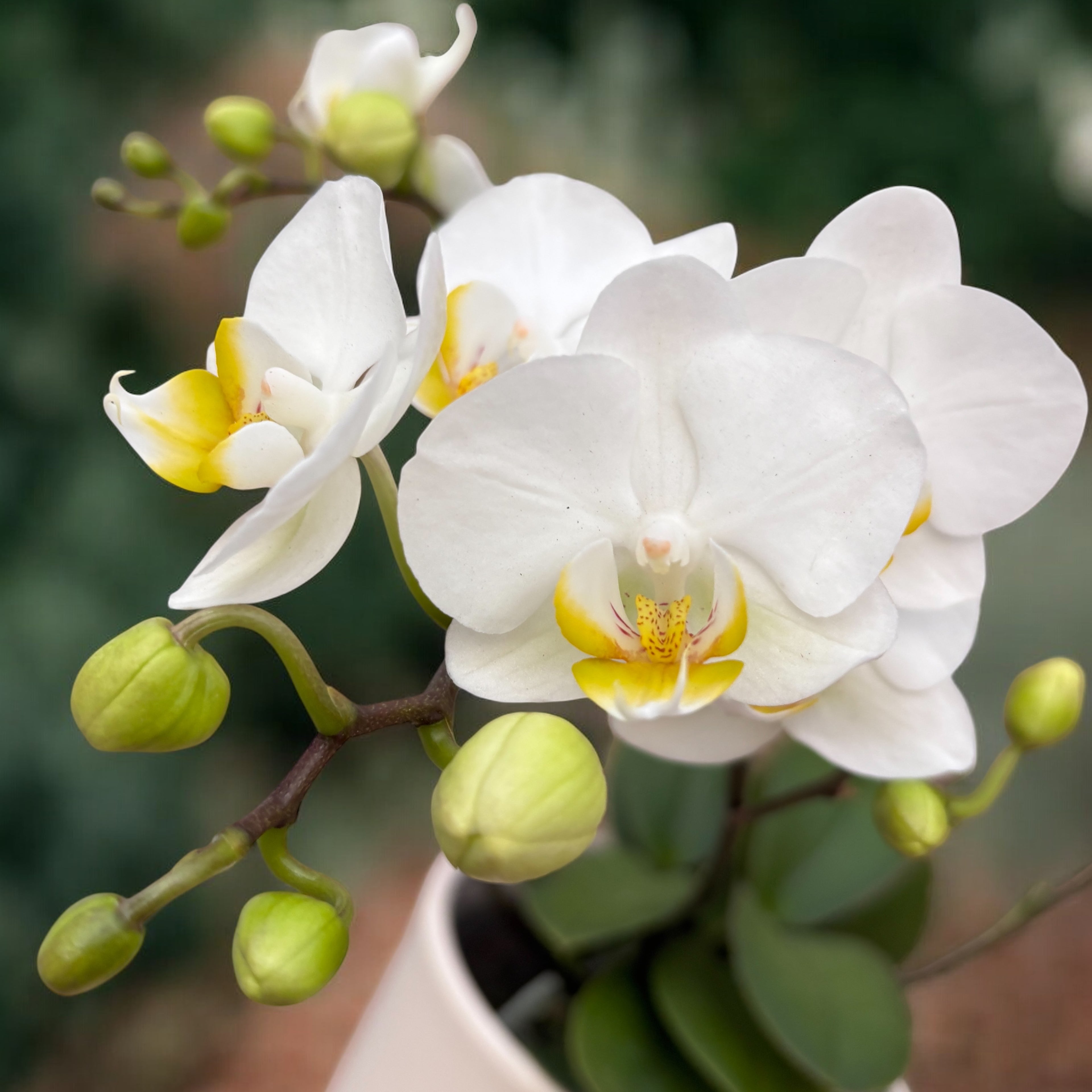 Phalaenopsis Jungle Folk