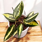 Hoya macrophylla 'Pot of Gold' (Variegata) - pots pleins !