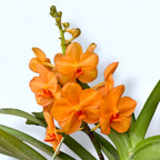 Vanda Natcha Magic Orange (Ansu)