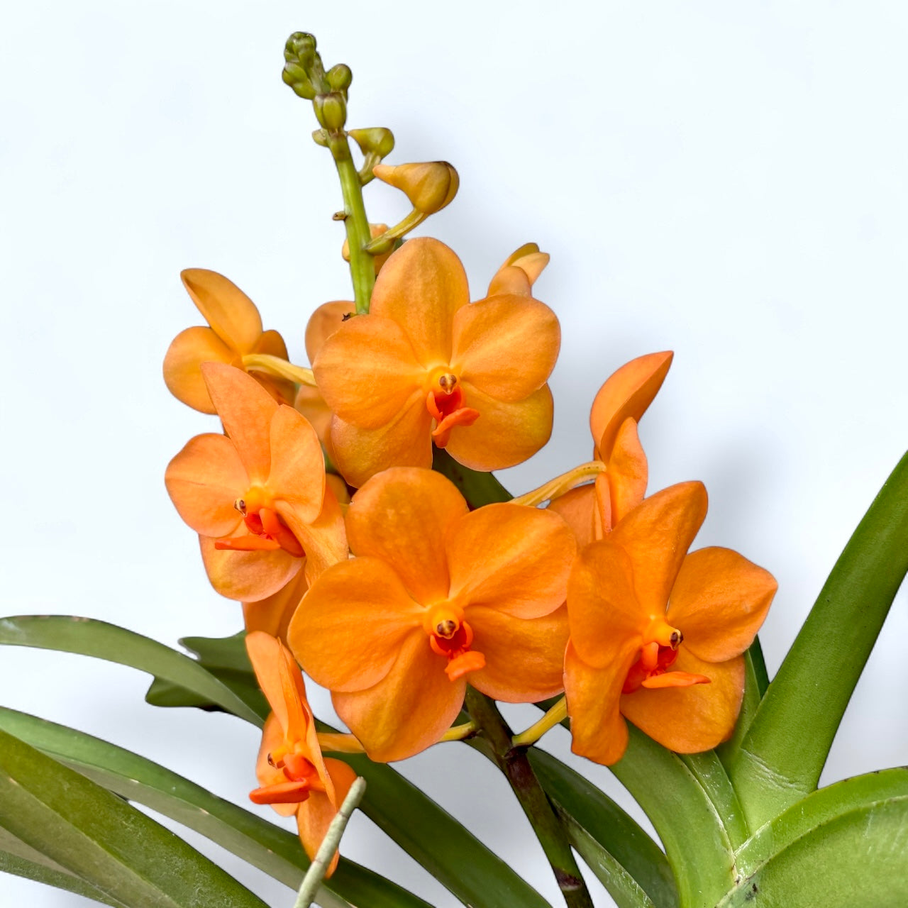 Vanda Natcha Magic Orange (Ansu)