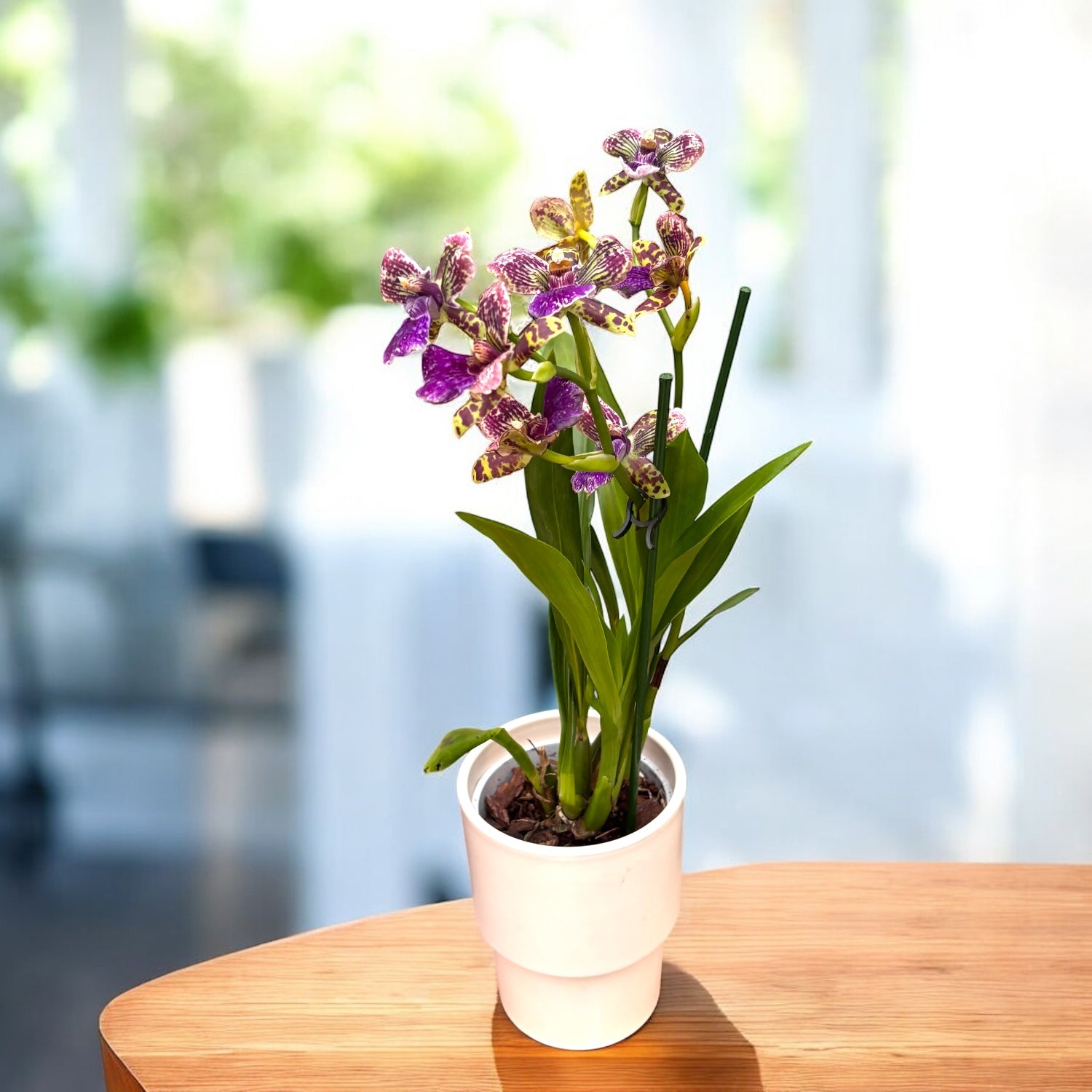 Zygopetalum hybrid peloric - flori parfumate