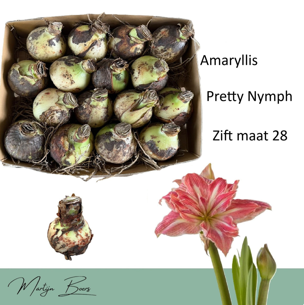 Hippeastrum ‘Pretty Nymph’ – dvojité růžové květy s bílými pruhy