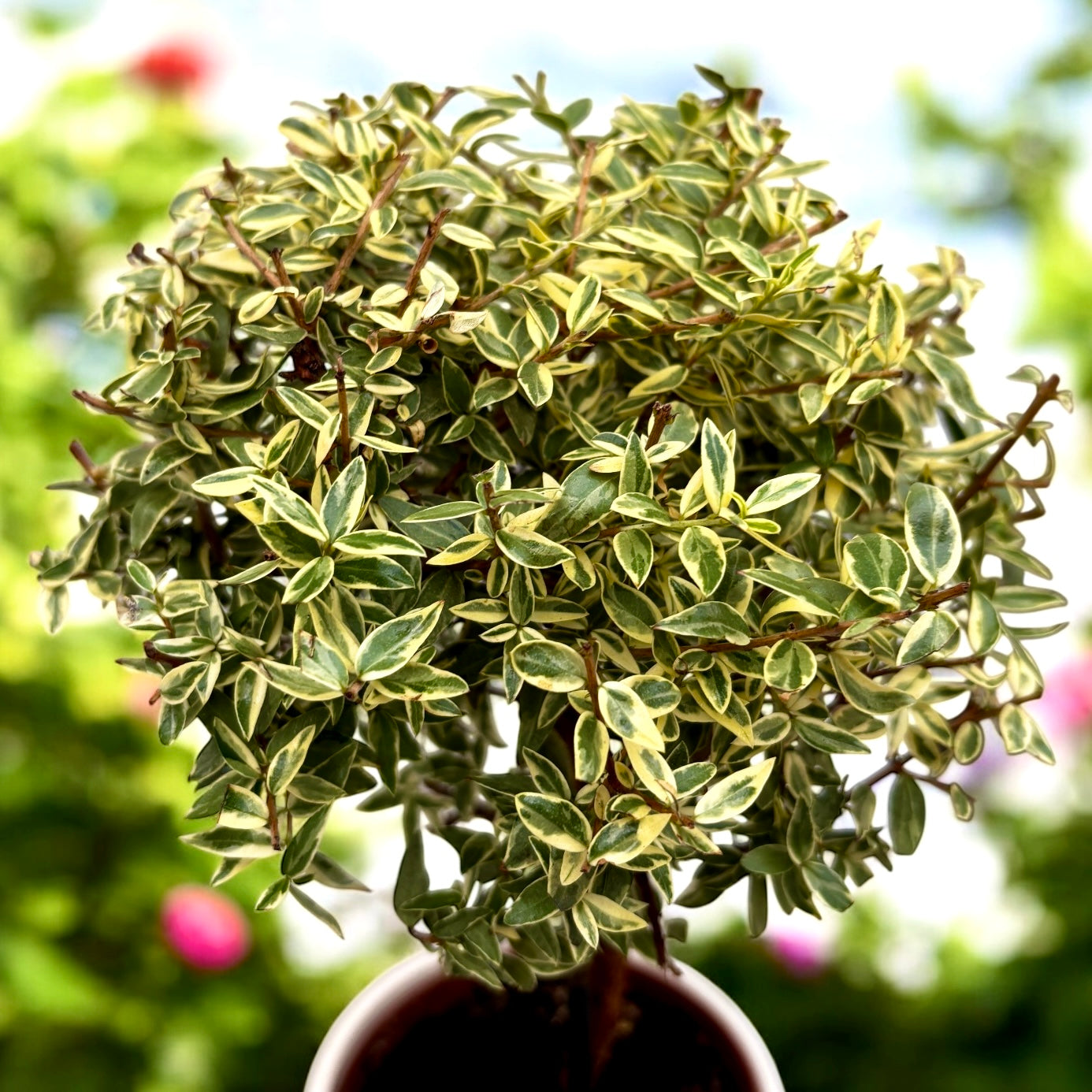 Myrtus communis ‘Variegata’ - mirto con follaje variegado y aroma mediterráneo