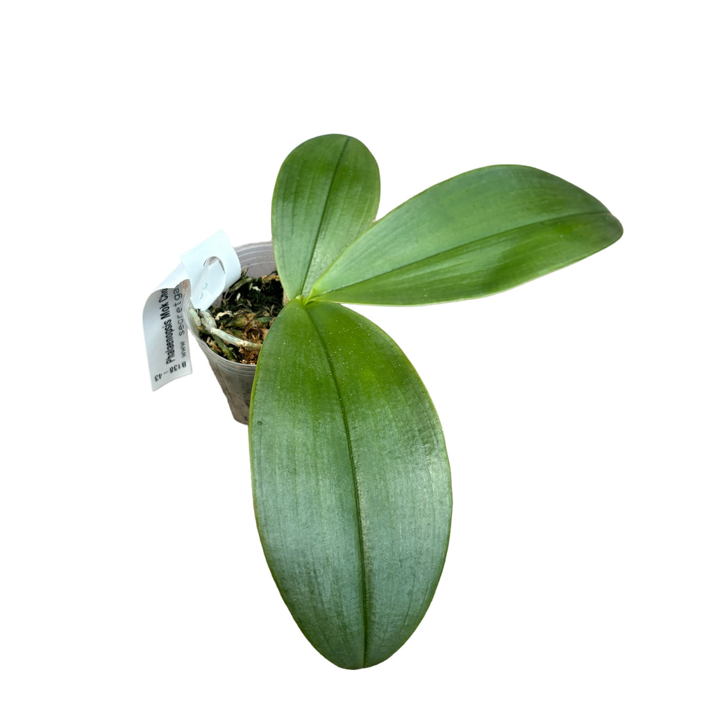 Phalaenopsis Mok Choi Yew '693' - illatos viaszvirágok