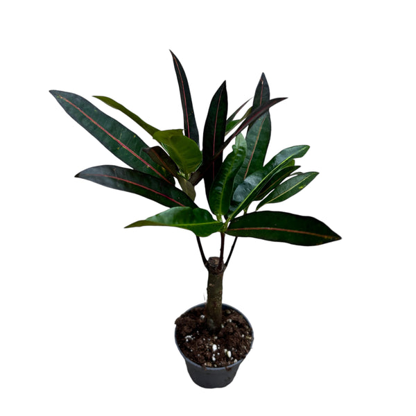 Croton Codiaeum 'Excurrens'* babyplant