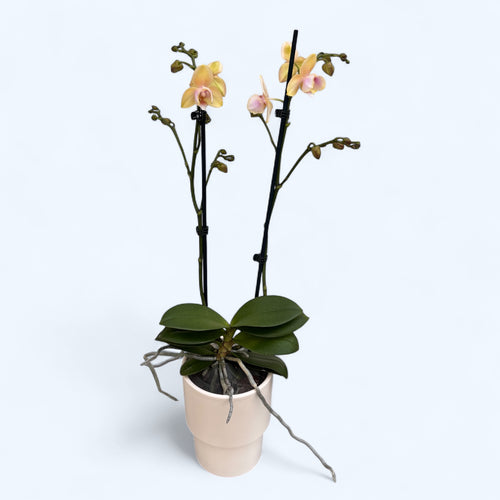 Phalaenopsis Bronze Buddha 'Lemon' (Bolgheri Lemon) flori parfumate & pelorice 3lips