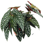 Begonia Maculata var. wightii (Polka-Dot-Begonie) volle Töpfe