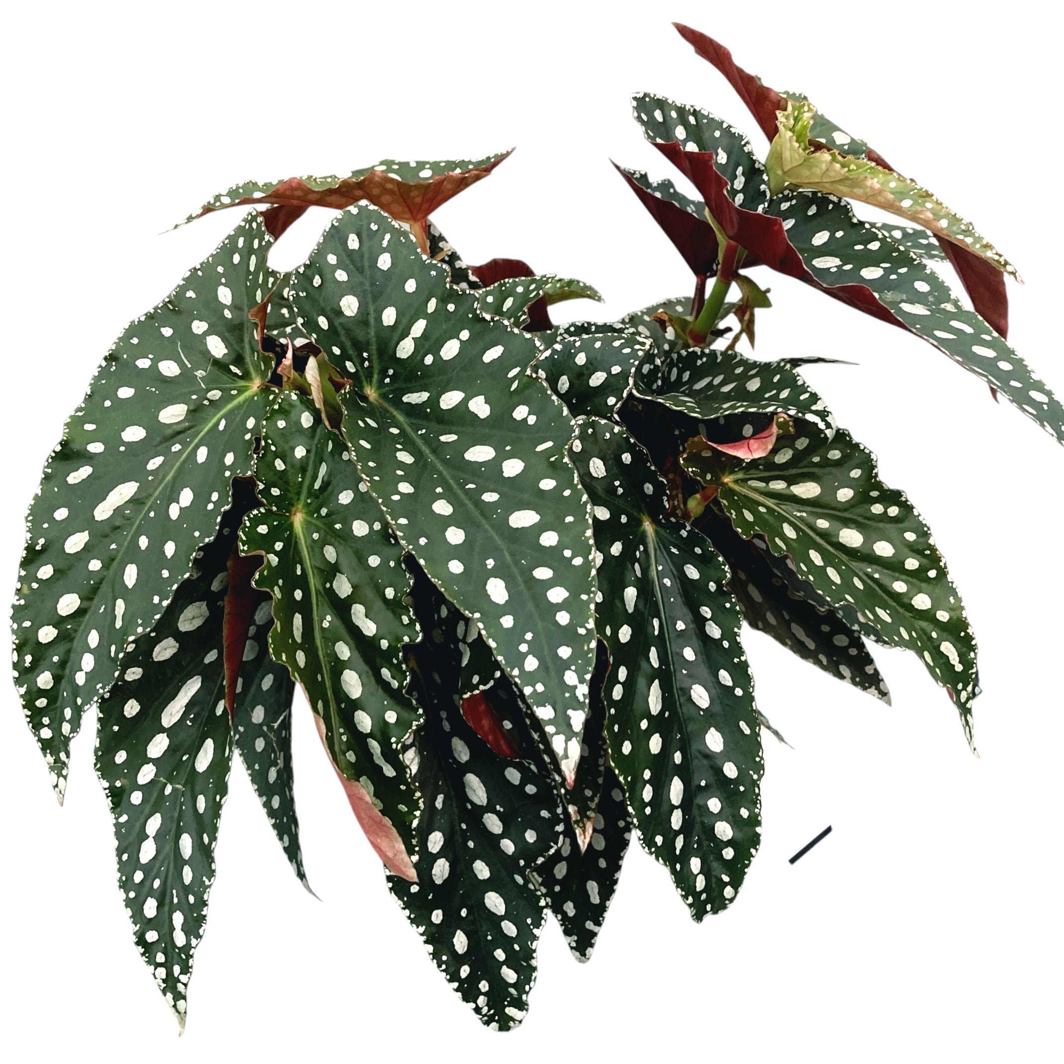 Begonia Maculata var. wightii (Polka Dot Begonia) full pots