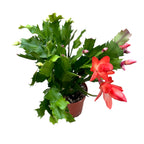 Schlumbergera “ Duo Flame” 2 culori/ghiveci (Craciunita)