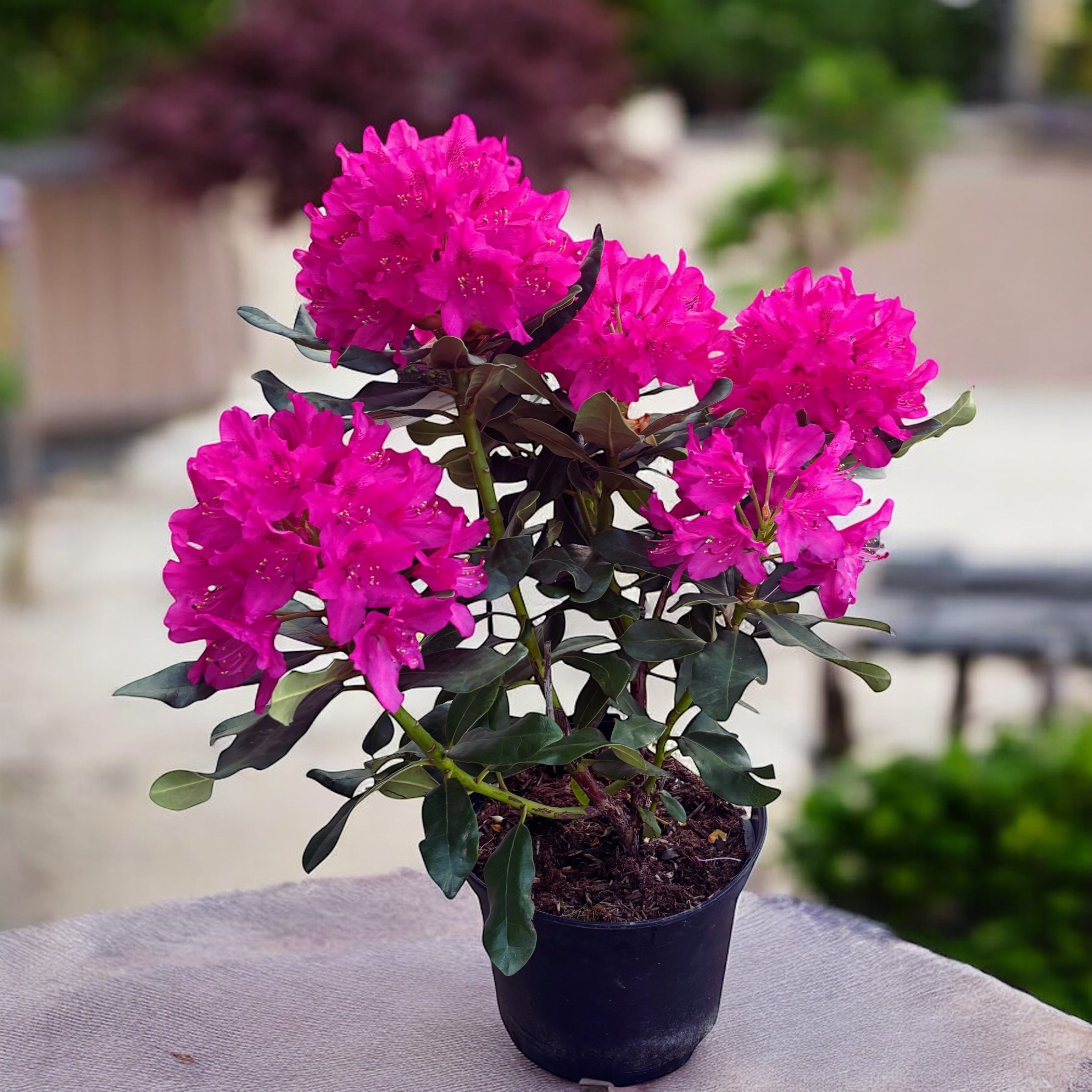 Rhododendron 'Nova Zembla' (zahradní)