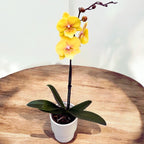 Phalaenopsis KS Big Stone (Gloria) big lip